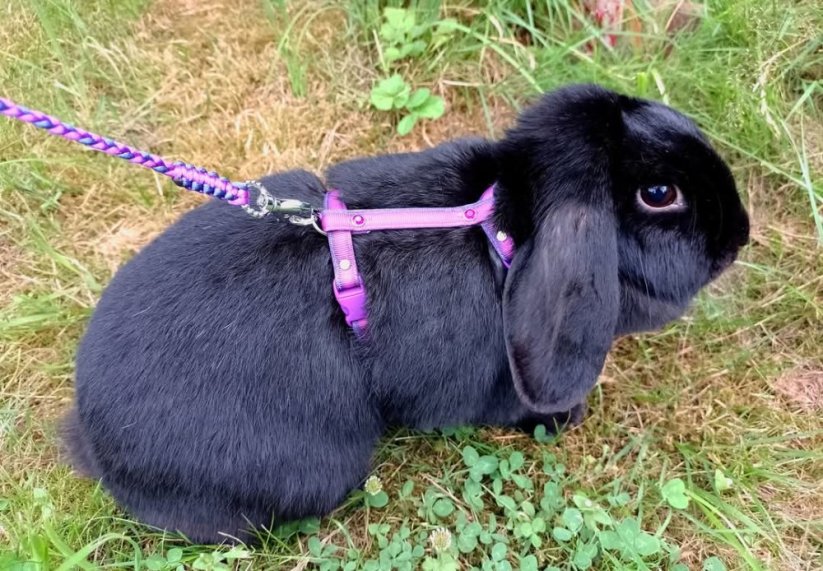 Postroj OMBRÉ