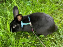 Postroj DUHOVÝ PASTEL MODRÝ