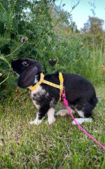 Postroj ŽLUTÝ ANANAS